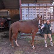 New Forest Virkelysts Tanki (DØD)