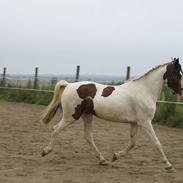 Pinto Bronco