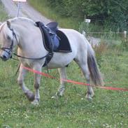 Fjordhest Bjarke mørk