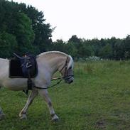 Fjordhest Bjarke mørk