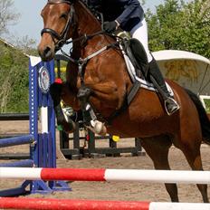 Pinto Araber Gantrup Zenia*solgt*