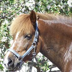 Islænder Sandra fra Gl.Essendrup SOLGT