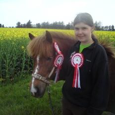 Islænder Sandra fra Gl.Essendrup SOLGT