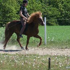Islænder Sandra fra Gl.Essendrup SOLGT