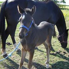 Traver Oventus  (solgt)