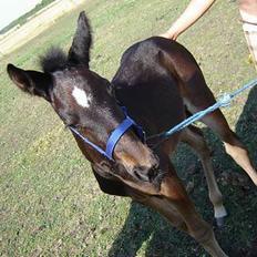 Traver Oventus  (solgt)