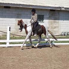 Welsh Partbred (Sec F) Kilmay Prince Pantani 