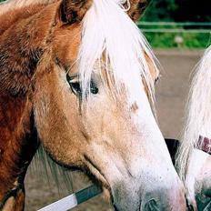 Haflinger Tamina 