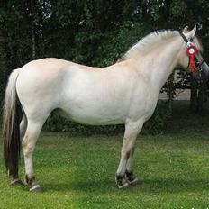 Fjordhest Fea Strødam 