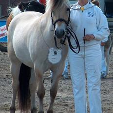 Fjordhest Fea Strødam 