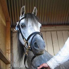 Welsh Pony (sec B) Lyngvejens Kikki <´3 *Solgt*