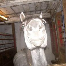 Welsh Pony (sec B) Lyngvejens Kikki <´3 *Solgt*
