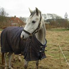 Shagya Araber (SH) <3 Sharabi <3