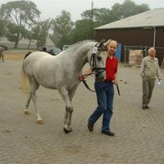 Shagya Araber (SH) <3 Sharabi <3