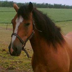 Anden særlig race Rocky (SOLGT)