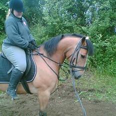 Anden særlig race Rocky (SOLGT)