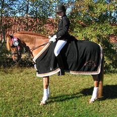 New Forest Odbjergs Emil  { SOLGT }
