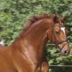 Dansk Varmblod JACQUES WILLENEUVE..død..