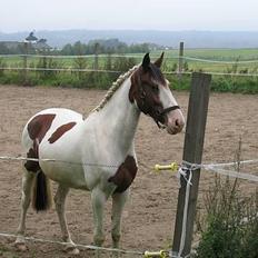 Pinto Bronco