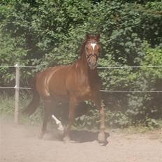 Dansk Varmblod JACQUES WILLENEUVE..død..