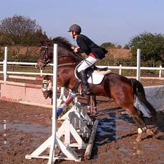 New Forest Odbjergs Aladdin(lånepony