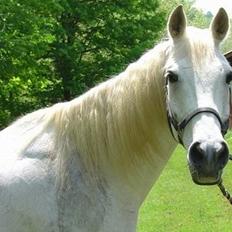 Shagya Araber (SH) Ophelia *Sukkermusen*