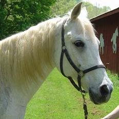 Shagya Araber (SH) Ophelia *Sukkermusen*