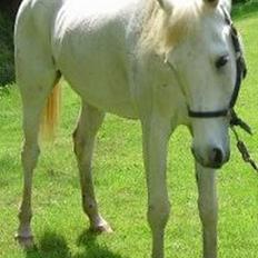 Shagya Araber (SH) Ophelia *Sukkermusen*