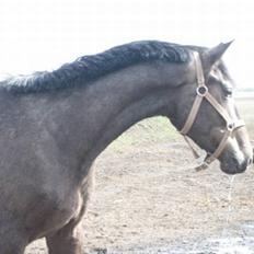 Dansk Varmblod Gørklintgårds Belinina 