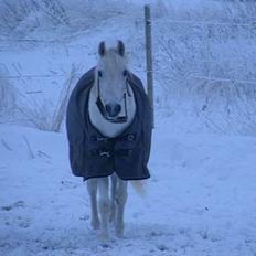 Anden særlig race Trolle (død)