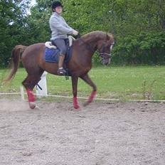 Welsh Pony af Cob-type (sec C) Romy's Elegant