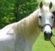 Shagya Araber (SH) Ophelia *Sukkermusen*