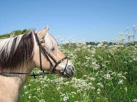 Fjordhest Tot billede 2