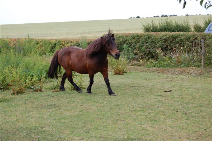 Shetlænder Mikkie RIP. 10 november  - løbe!! billede 10