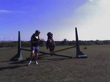 Shetlænder Mikkie RIP. 10 november  - Jeg kan os springe ......SE billede 11