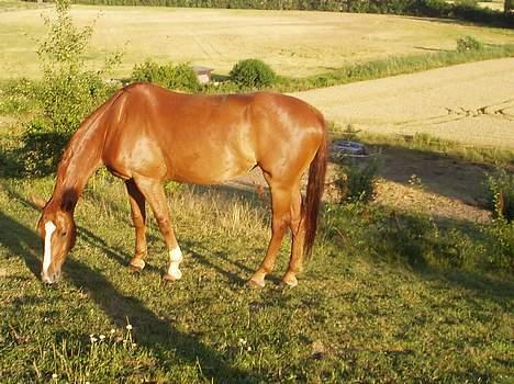 Hannoveraner White Star's Safir*R.I.P* - Safir på sommergræs. Er hun ikke dejlig ; ) billede 10