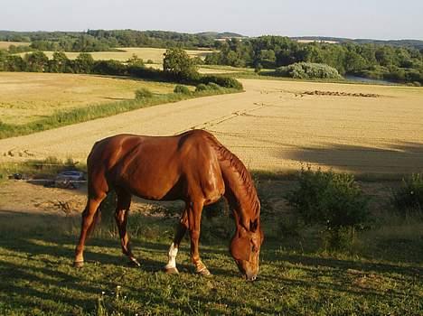 Hannoveraner White Star's Safir*R.I.P* - Safir på sommergræs i Vissenbjerg, Juli 2006. billede 11