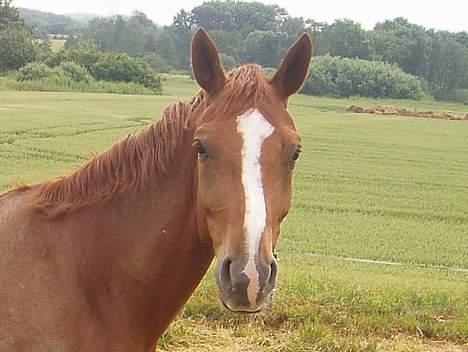 Hannoveraner White Star's Safir*R.I.P* - Smukke Safir ; ) billede 13