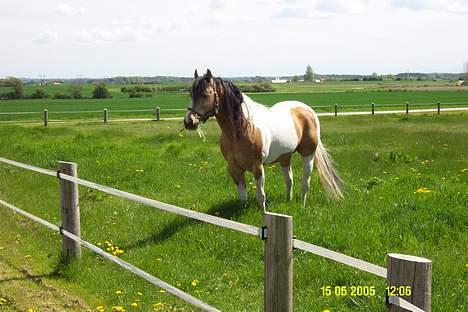 Paint Gamblers watnsee  - her var han i pleje mens vi købte vores heste rance i sverige  og trives godt også der ! billede 8