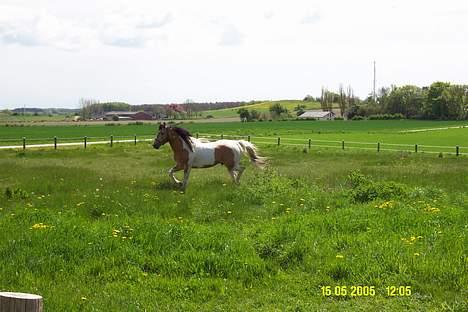 Paint Gamblers watnsee  - jeg kan da godt løbe lidt rundt ... vrinsk  billede 9