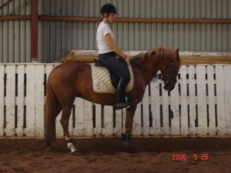 DSP Patricia*Solgt*Efterlyses - Smukke patricia som laver parade....(: billede 20