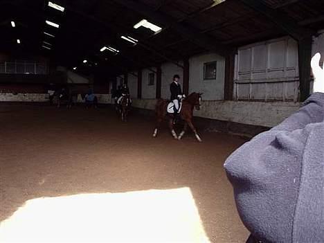 Anden særlig race Bastian ( SOLGT )  - Miiq & Bastian ii Thisted  billede 4