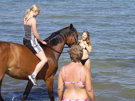 Dansk Varmblod Miss Mikita *Solgt* - Her har vi hele familien med ud at bade... "søster og mor" billede 17