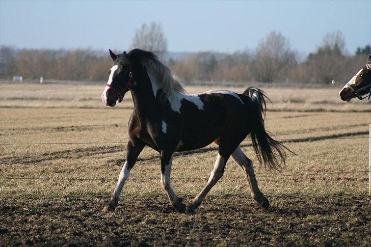 Pinto Timba A Højbjerg *SOLGT* - taget den 19/3-2011 billede 7