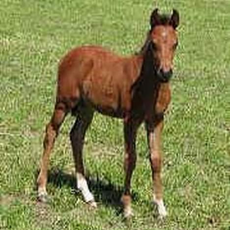 Pinto Araber Gantrup Zenia*solgt* - Zenia som føl billede 2