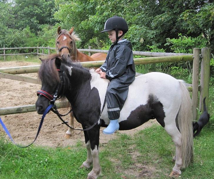 Shetlænder Haaber's  Jolly Jumper - Juli 2010 Min søn Victor og Jolly efter en rigtig hyggelig skovtur...i bagrunden El Camino + en springende kat :) billede 12