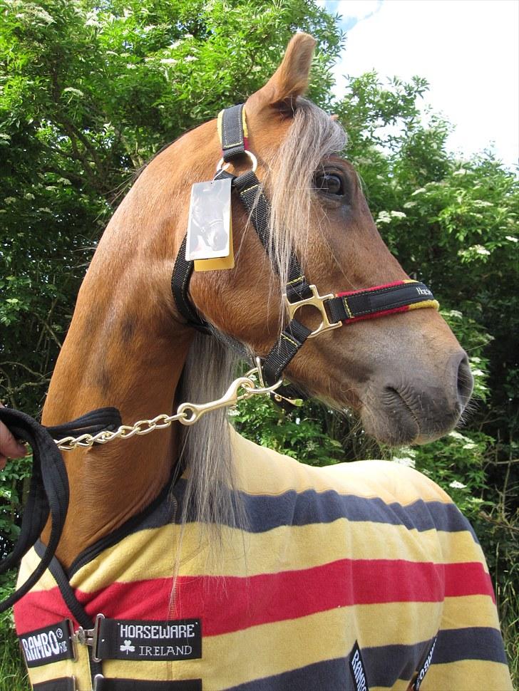 Welsh Partbred (Sec F) Haaber's Camino - Camino Juli 2010 billede 5