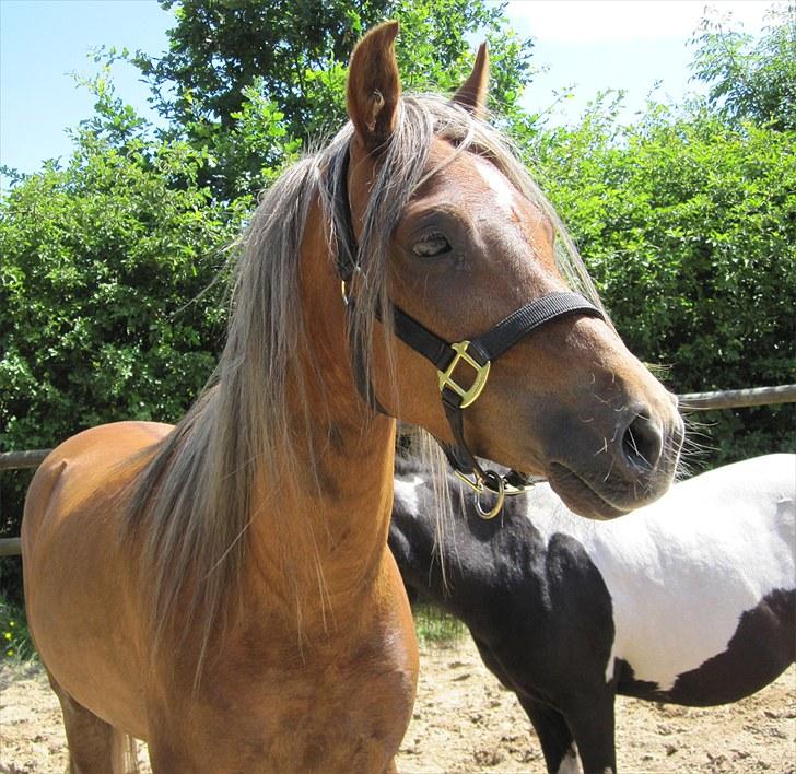 Welsh Partbred (Sec F) Haaber's Camino - Camino juli 2010 billede 12