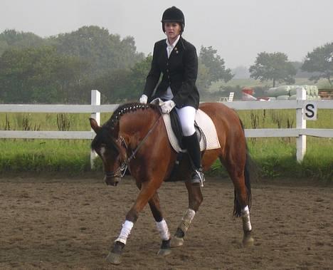 New Forest Macoy billede 19