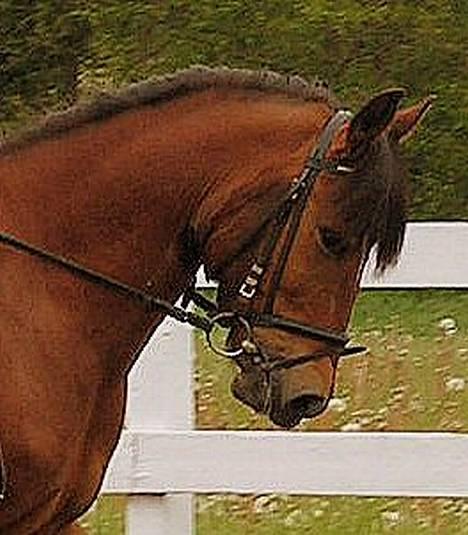 New Forest Macoy billede 20